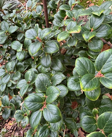 Vaccinium 'Spring Surprise'